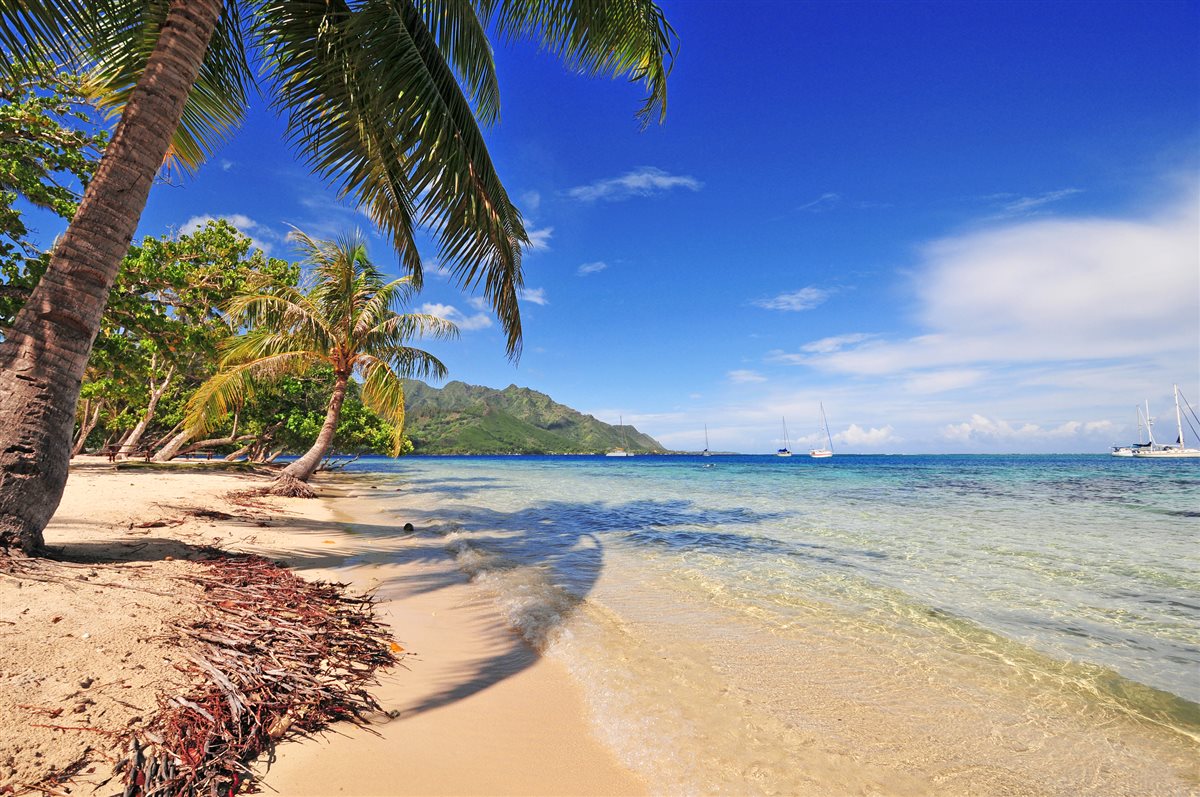 Palm-lined beach on Moorea, French Polynesia